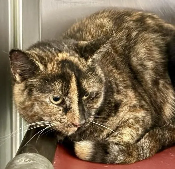 A young medium-sized female Domestic Short Hair cat named Lucky Bonded Pair With for adoption in Chicago, IL