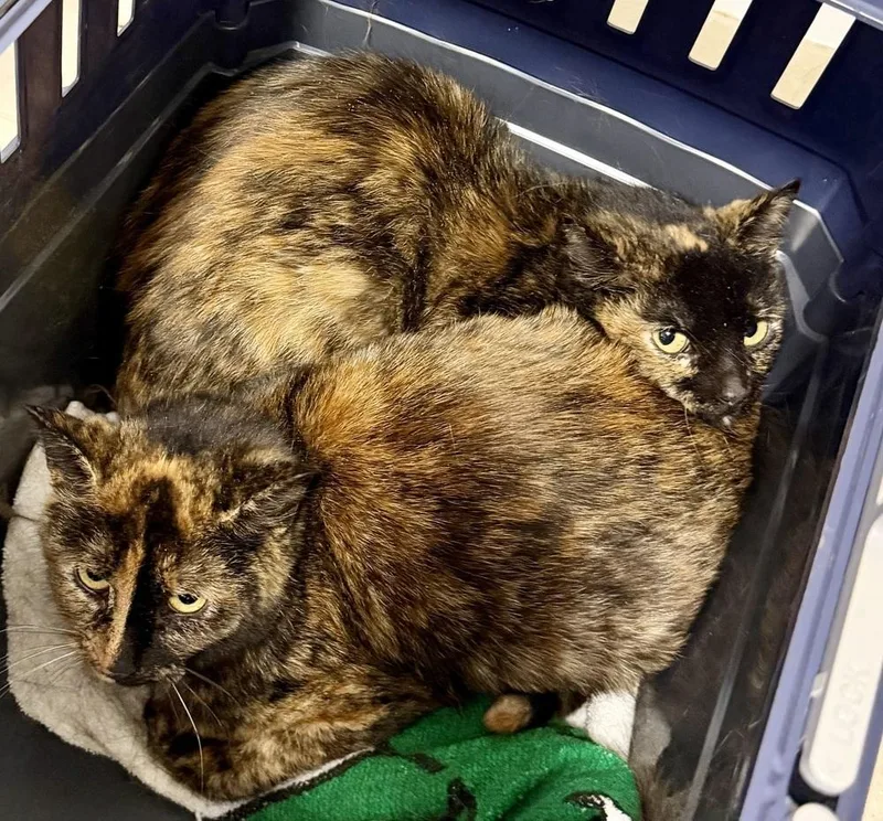 Lucky Bonded Pair With thumbnail 2