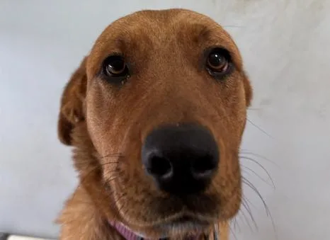 A baby large-sized female Brown / Chocolate Labrador Retriever dog named Coral for adoption in San Clemente, CA