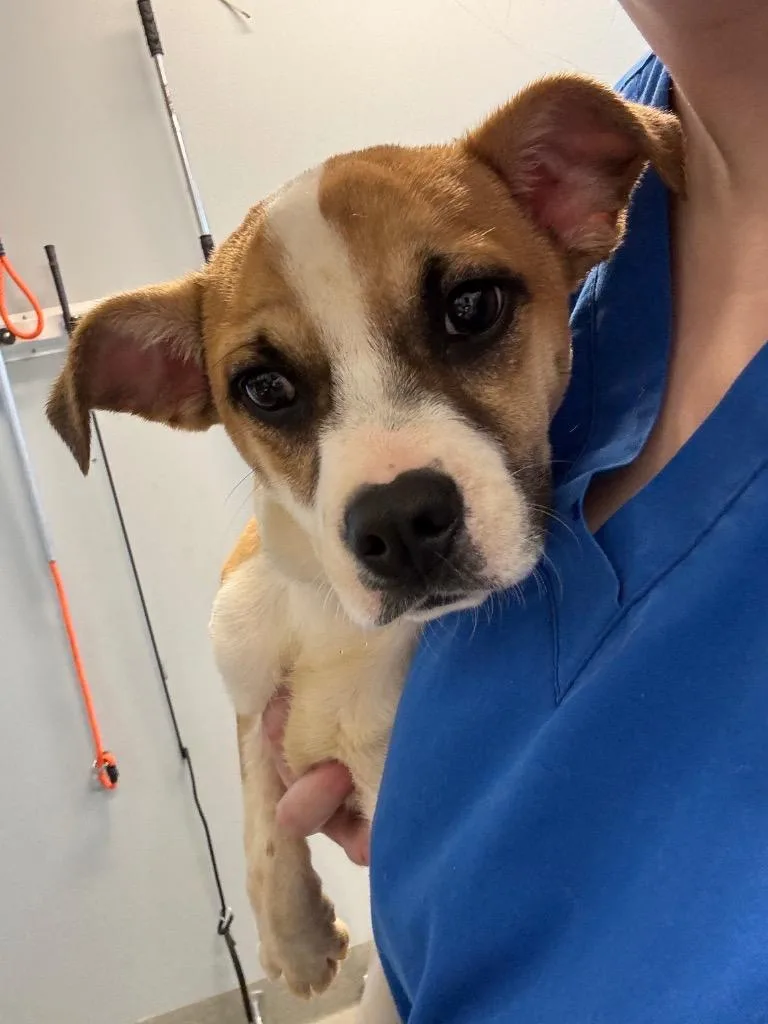 A baby medium-sized female Chihuahua dog named Rosalee for adoption in Bloomington, IN