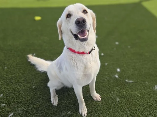 An adult large-sized female Labrador Retriever dog named Wendy for adoption in Auburn, CA