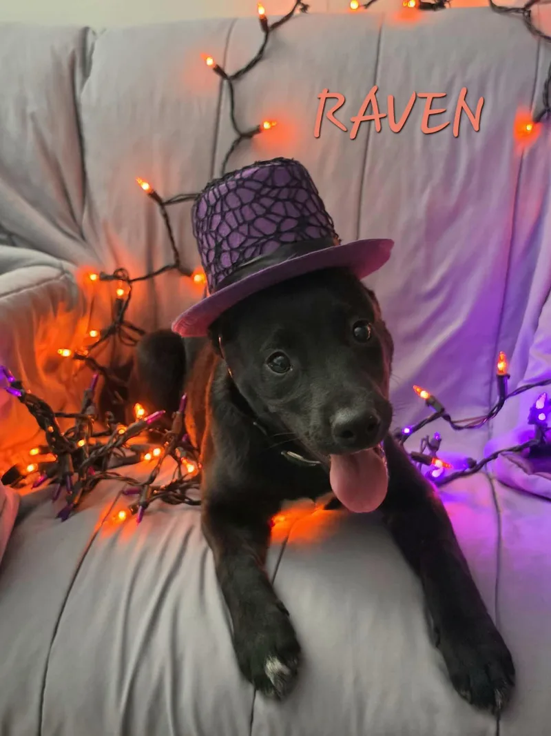 A baby medium-sized female Border Collie dog named Raven for adoption in Newcastle, WY