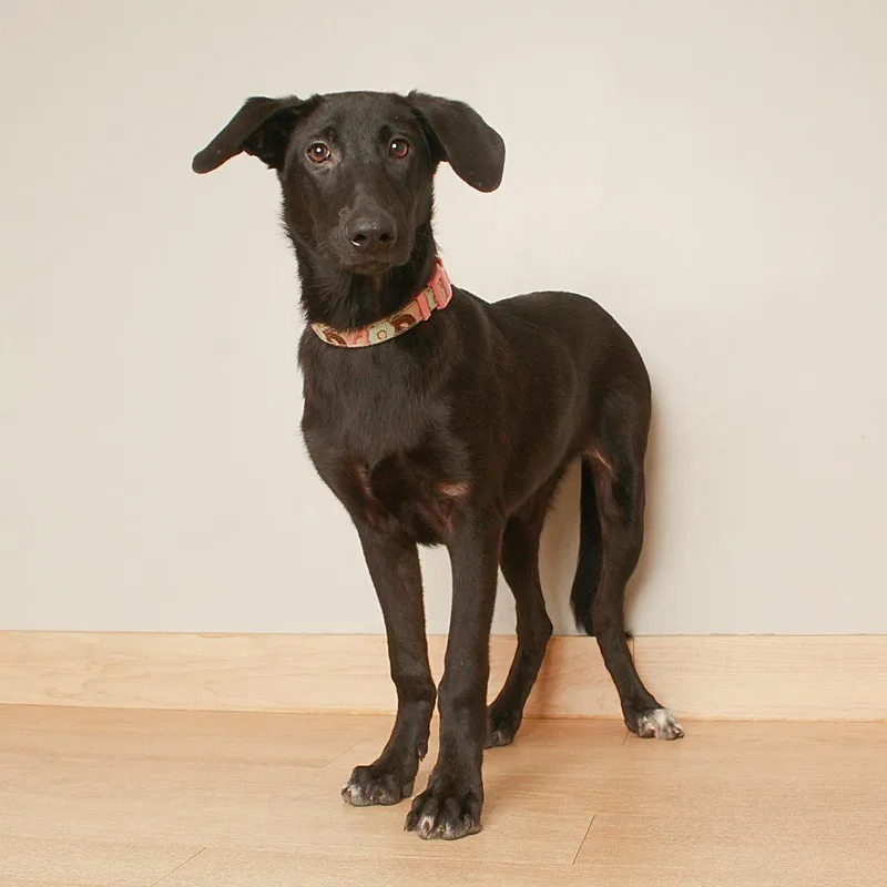 A baby medium-sized female Black Labrador Retriever dog named Justice D for adoption in Minnetonka, MN