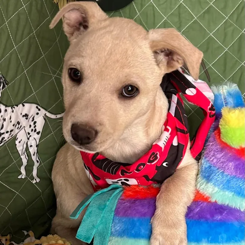 A baby small-sized male White / Cream Jack Russell Terrier dog named Princess for adoption in Boerne, TX