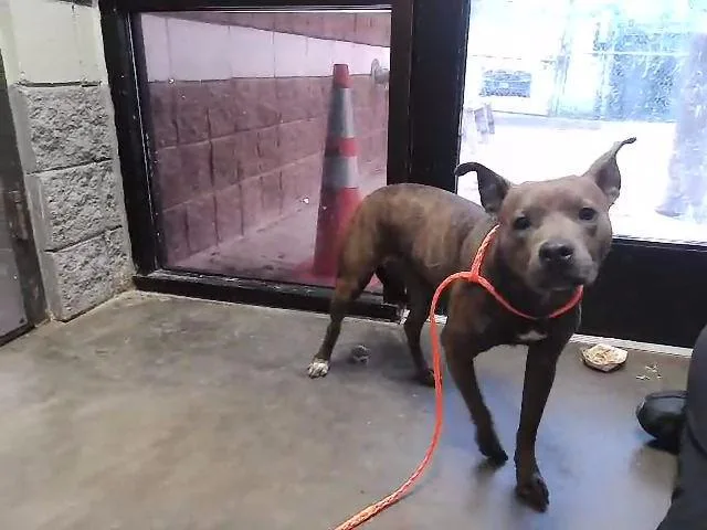 A young medium-sized female Pit Bull Terrier dog named Reese for adoption in Tulsa, OK