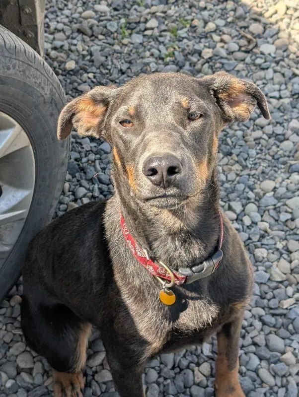 An adult large-sized male Black Doberman Pinscher dog named Debo for adoption in North Bend, WA
