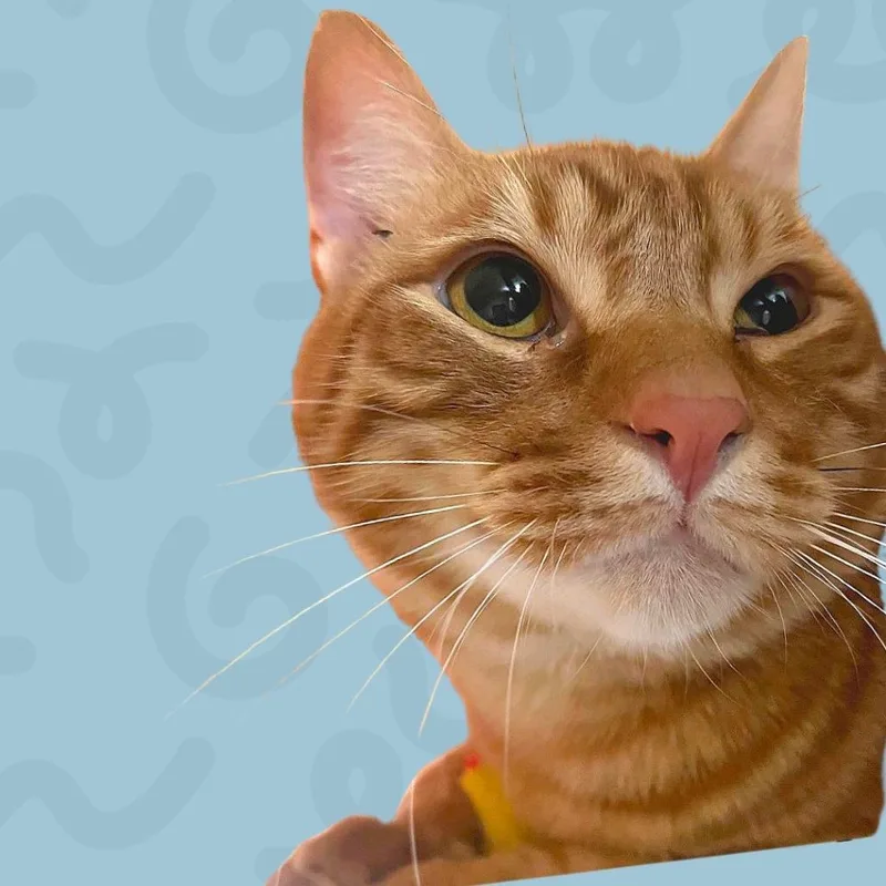 Marmalade