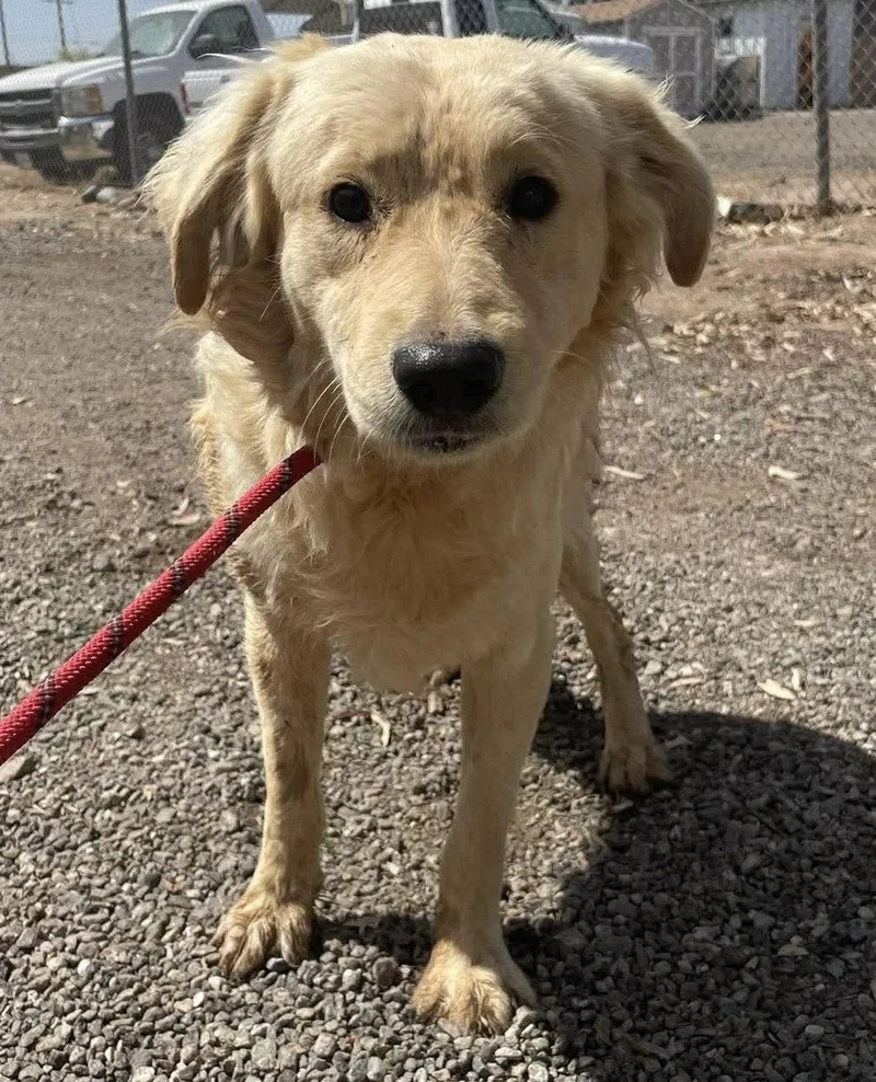 A baby medium-sized male Golden Retriever dog named Shawn for adoption in El Centro, CA