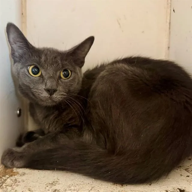 An adult small-sized female Domestic Short Hair cat named Reina for adoption in Riverside, CA
