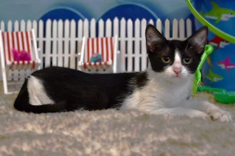 A baby small-sized male Domestic Short Hair cat named Artie for adoption in Roanoke, TX