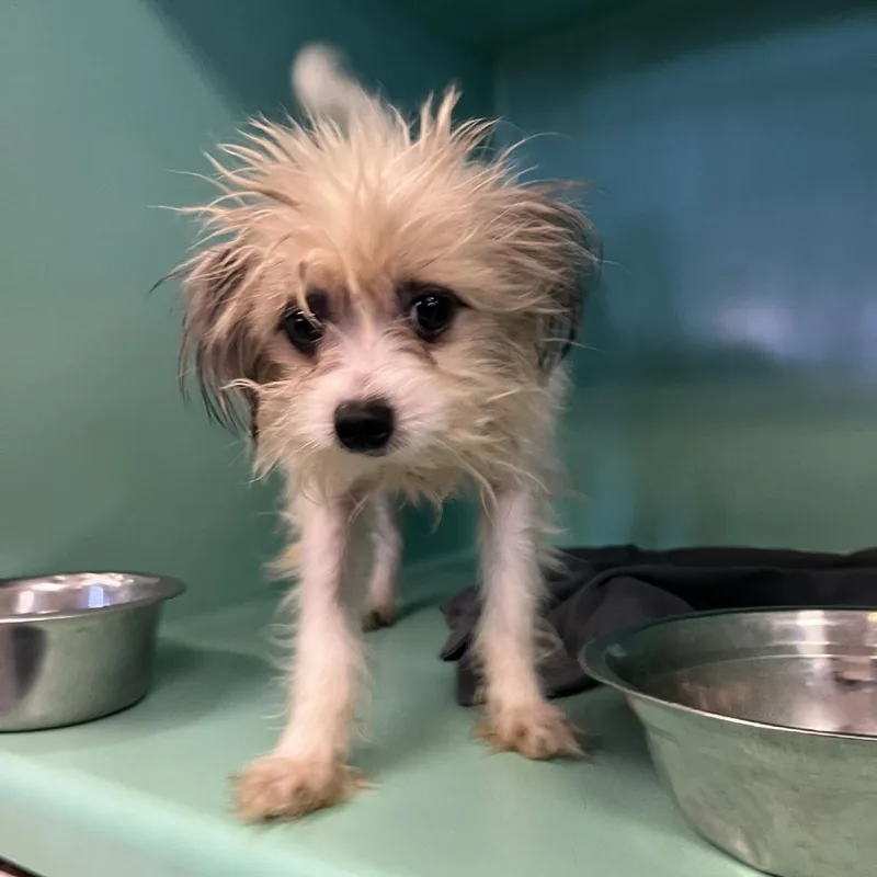 An adult small-sized male Yellow / Tan / Blond / Fawn Shih Tzu dog named Chimy for adoption in New York, NY