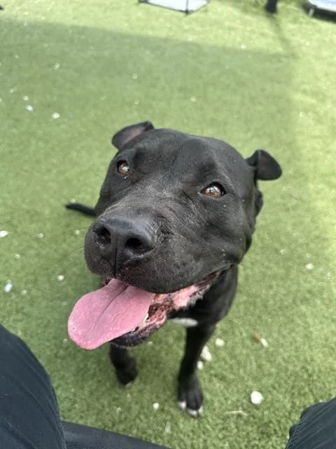 An adult large-sized female Pit Bull Terrier dog named Suki for adoption in Pasadena, TX