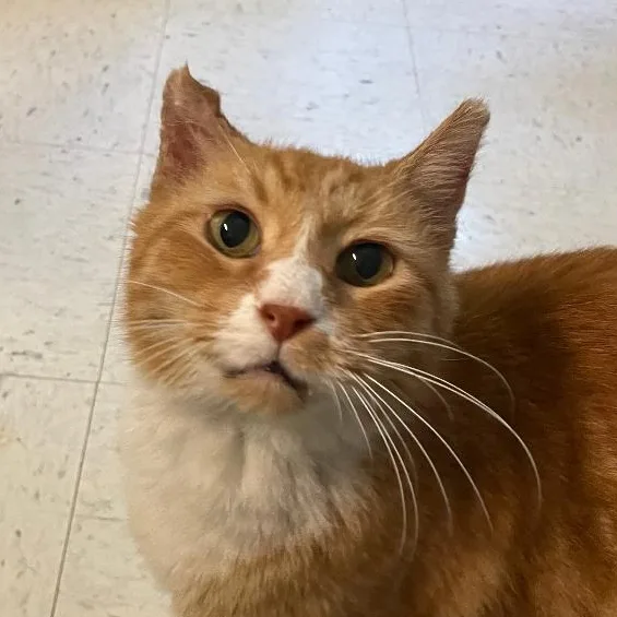 A senior medium-sized male Orange & White Domestic Short Hair cat named Howard for adoption in Spencer, IN