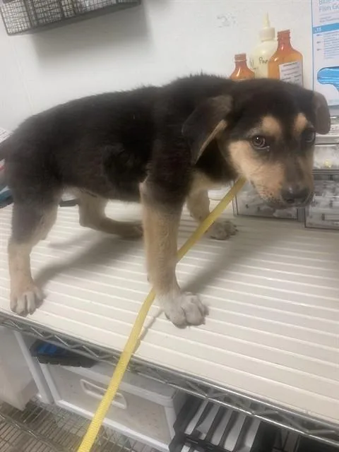 Ned Urgent And