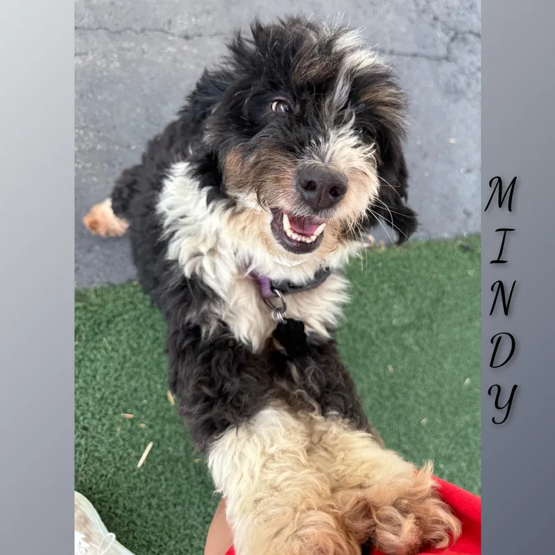 An adult small-sized female Black Bernadoodle dog named Mindi for adoption in Fredericksburg, VA