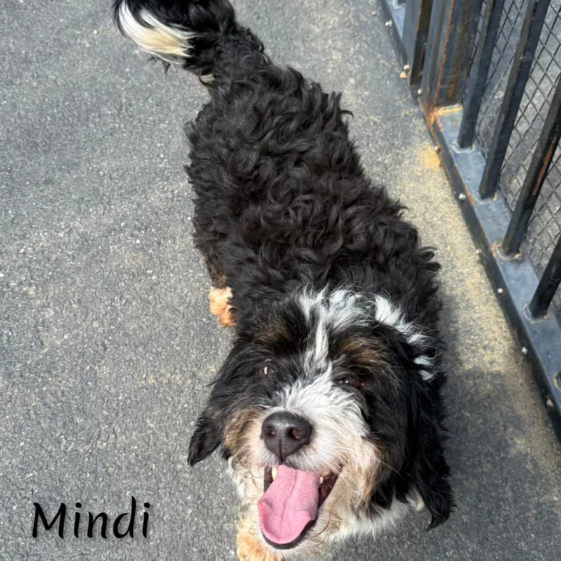 Mindi thumbnail 2