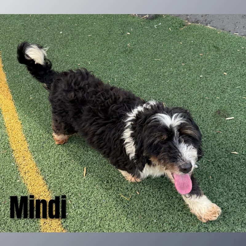 Mindi thumbnail 5