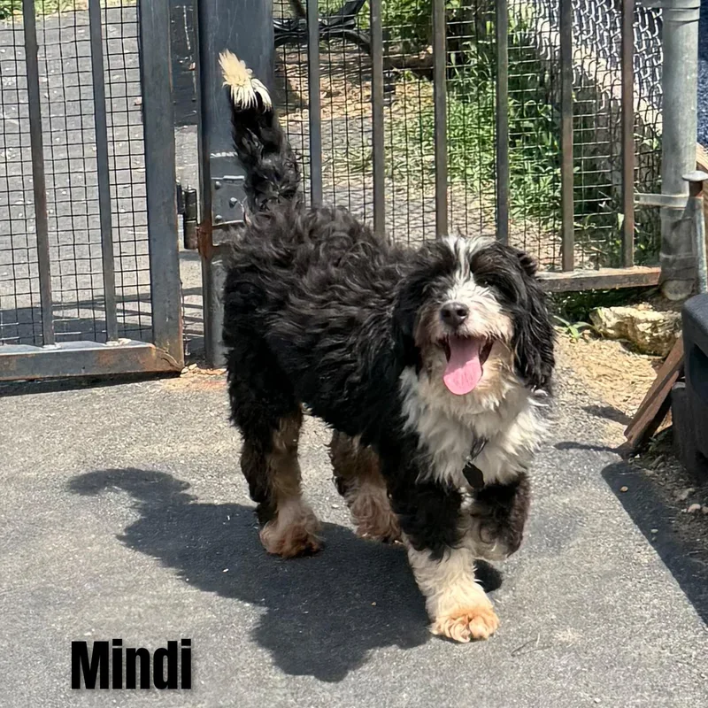 Mindi thumbnail 6