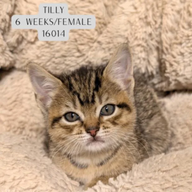 A young medium-sized female Tabby (Brown / Chocolate) Domestic Short Hair cat named Tilly for adoption in Supply, NC