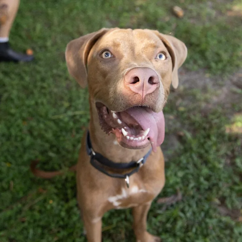 A young large-sized female Mixed Breed dog named Lydia Deetz for adoption in Gainesville, FL