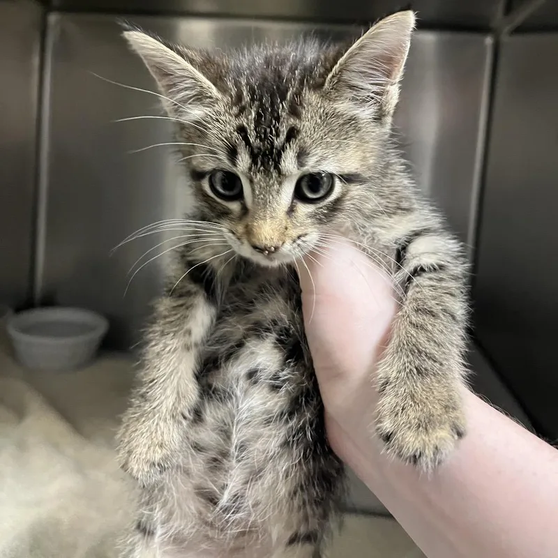 A baby small-sized female Brown / Chocolate Domestic Short Hair cat named Phoebe for adoption in Bryan, TX