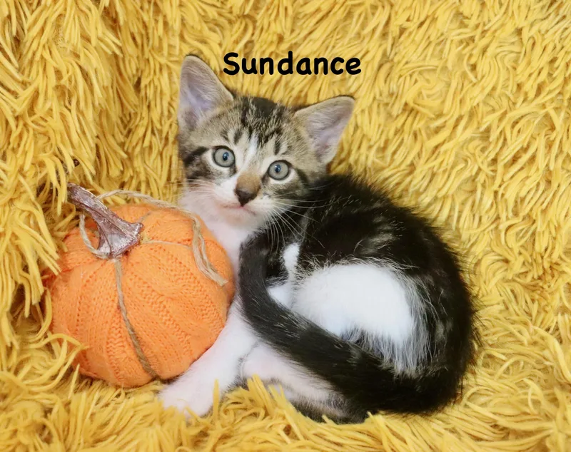 A baby medium-sized male Turkish Van cat named Sundance for adoption in Saint Augustine, FL