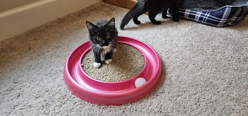 A baby small-sized female Black & White / Tuxedo Domestic Long Hair cat named Kanzi for adoption in Powder Springs, GA