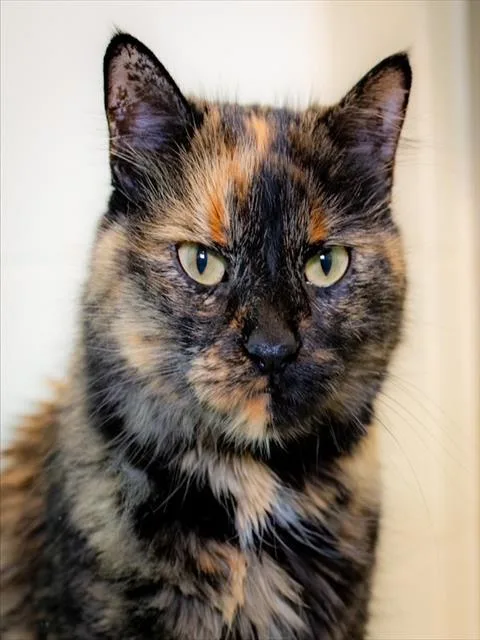 An adult medium-sized female Domestic Long Hair cat named Lulu for adoption in Boston, MA