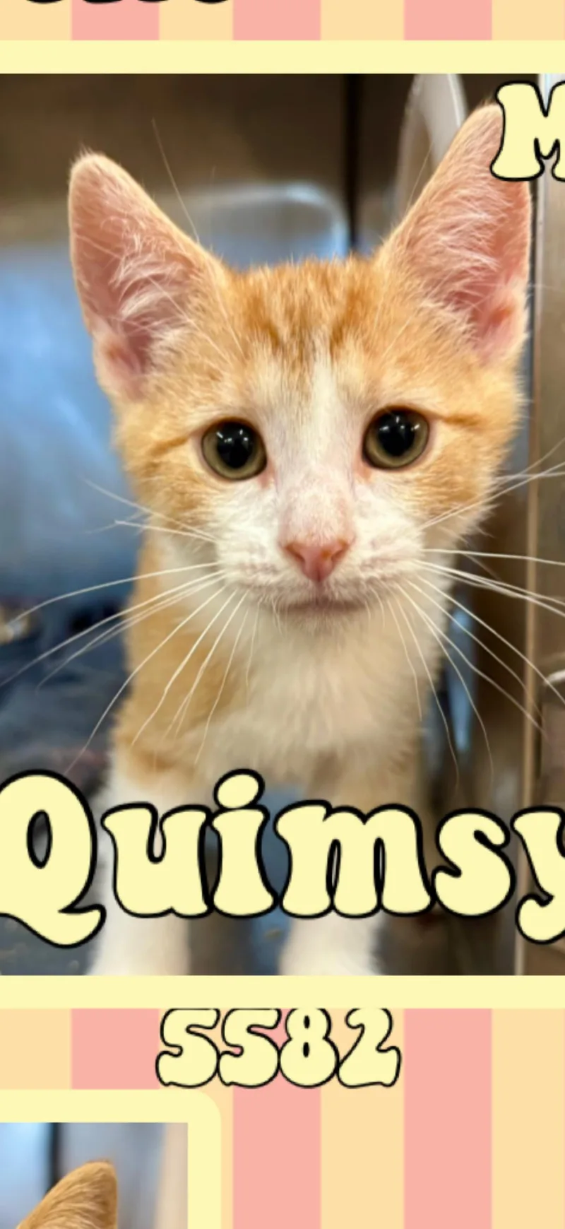 A young medium-sized male Tabby (Orange / Red) American Shorthair cat named Quimsey for adoption in Marvin, NC