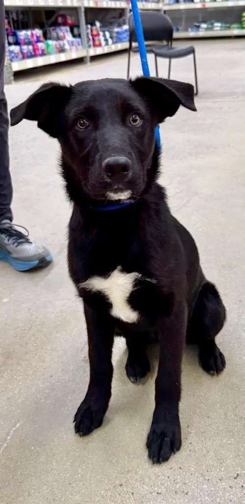 A baby medium-sized male Labrador Retriever dog named Shawn for adoption in Fort Lupton, CO