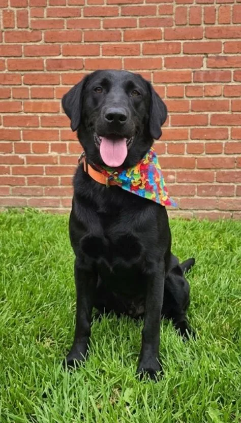 An adult large-sized male Black Labrador Retriever dog named Chance for adoption in North Prairie, WI