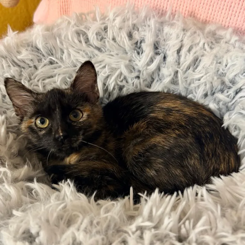 A baby small-sized female Tortoiseshell Domestic Short Hair cat named Sallie for adoption in Flower Mound, TX