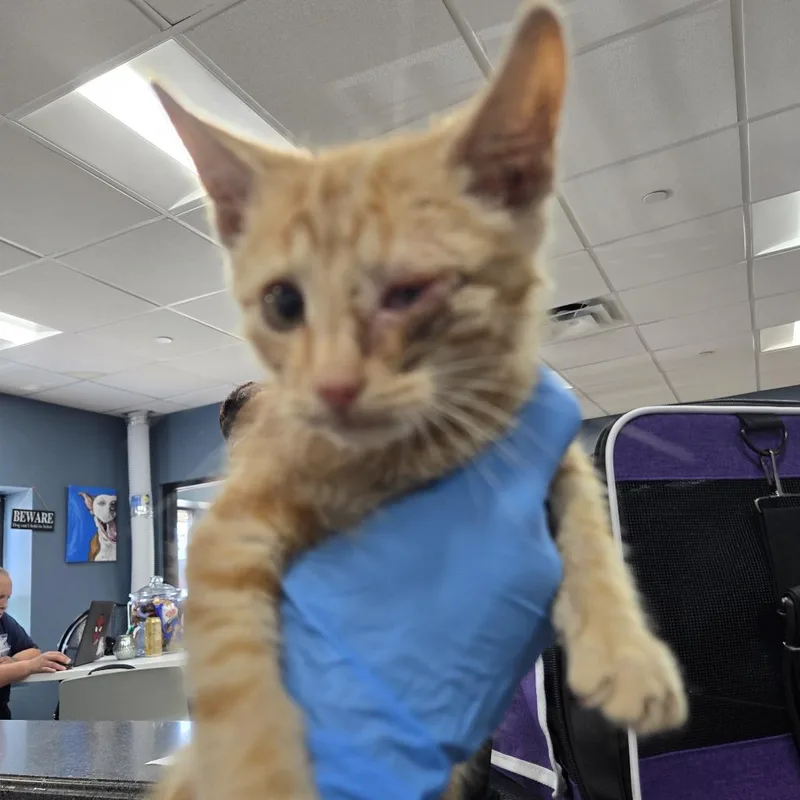 A baby small-sized male Orange / Red Domestic Short Hair cat named Cheez Doodles for adoption in Newark, NJ