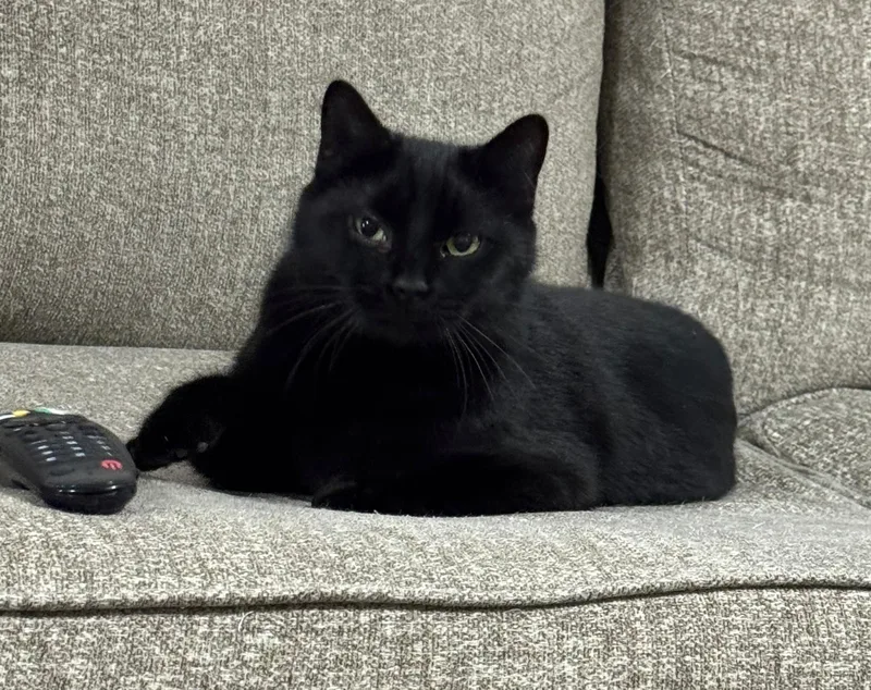 Meow Meow thumbnail 2