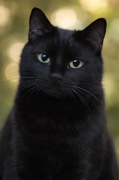 Meow Meow thumbnail 3