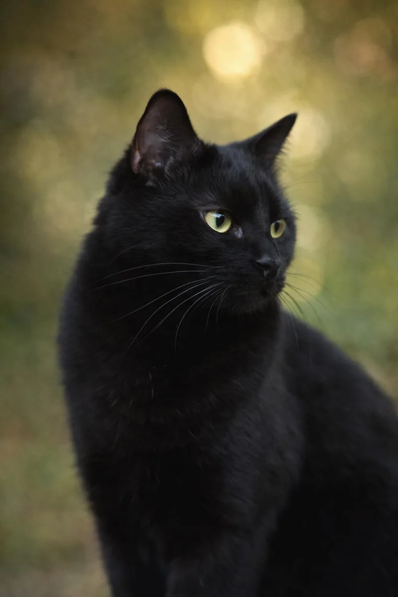 Meow Meow thumbnail 4