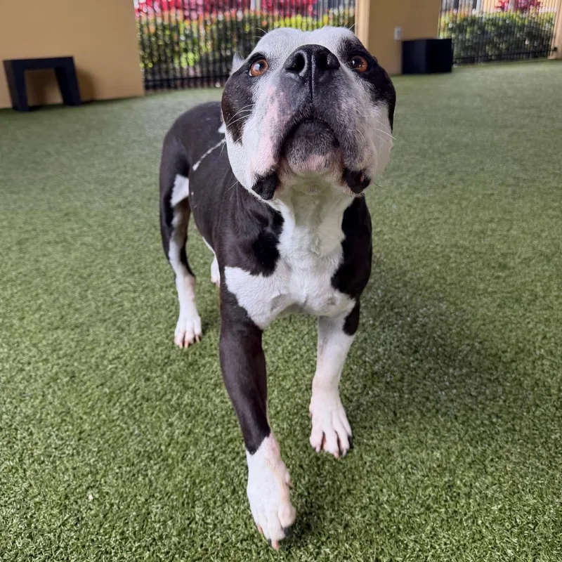 A senior medium-sized male Black Mixed Breed dog named Panda for adoption in West Palm Beach, FL