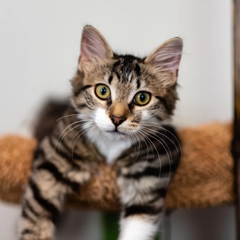 A baby medium-sized female Tabby (Brown / Chocolate) Domestic Medium Hair cat named Jaylen for adoption in Apex, NC