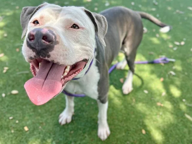 A young large-sized male Pit Bull Terrier dog named Chico for adoption in Orlando, FL