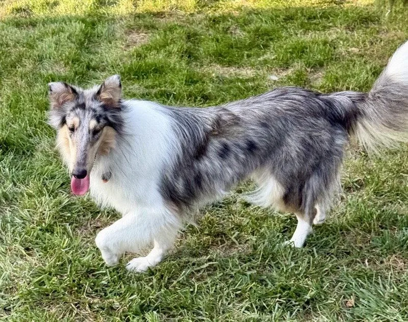 Daisy