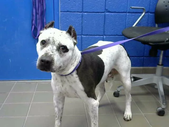 An adult medium-sized female Pit Bull Terrier dog named Lulu for adoption in Albuquerque, NM