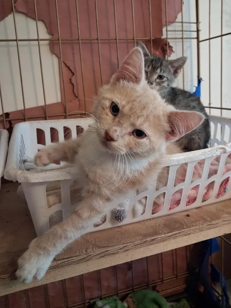 A baby small-sized male Domestic Short Hair cat named Woody for adoption in Ogden, UT