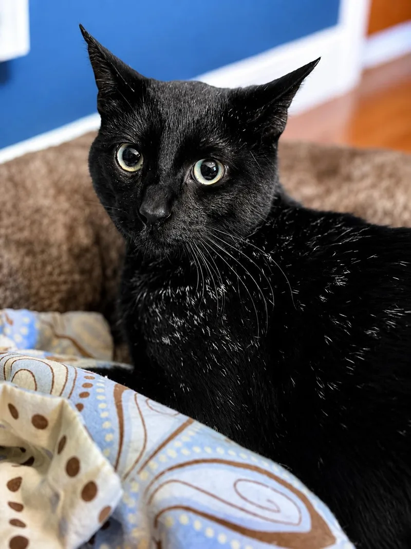 A young small-sized male Black Domestic Short Hair cat named Day Day for adoption in Bloomfield, NJ
