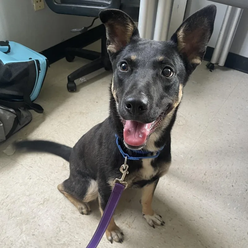 A young medium-sized female Black Shepherd dog named Happy Meal for adoption in Austin, TX