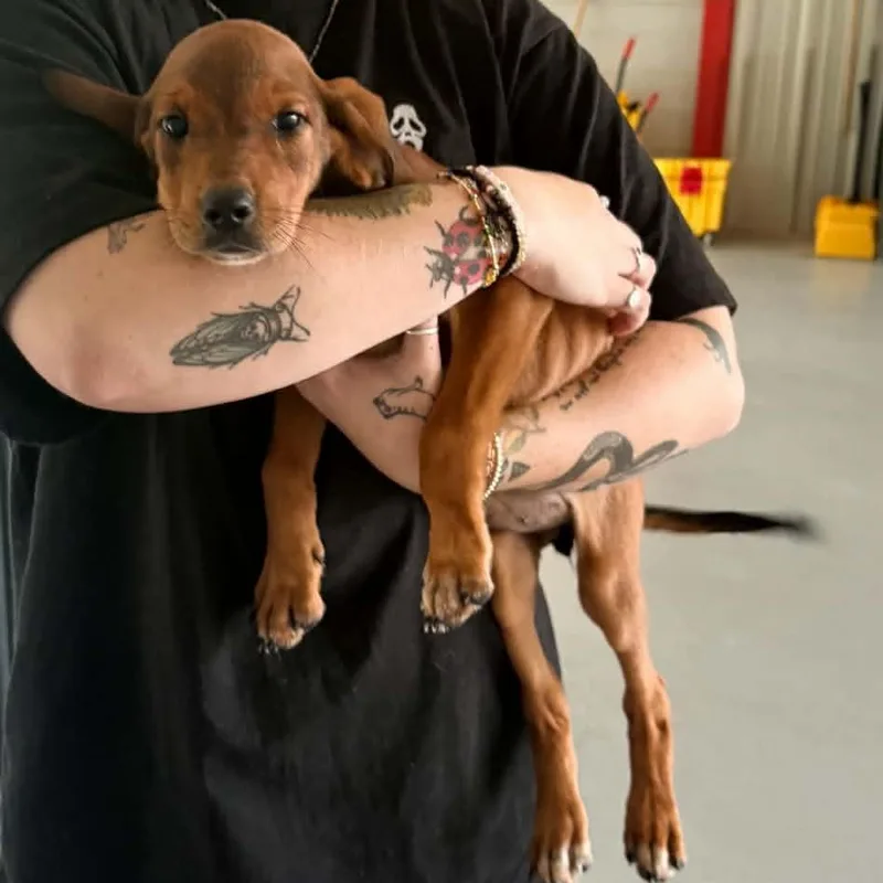 A baby medium-sized female Hound dog named Polly for adoption in Bishopville, SC