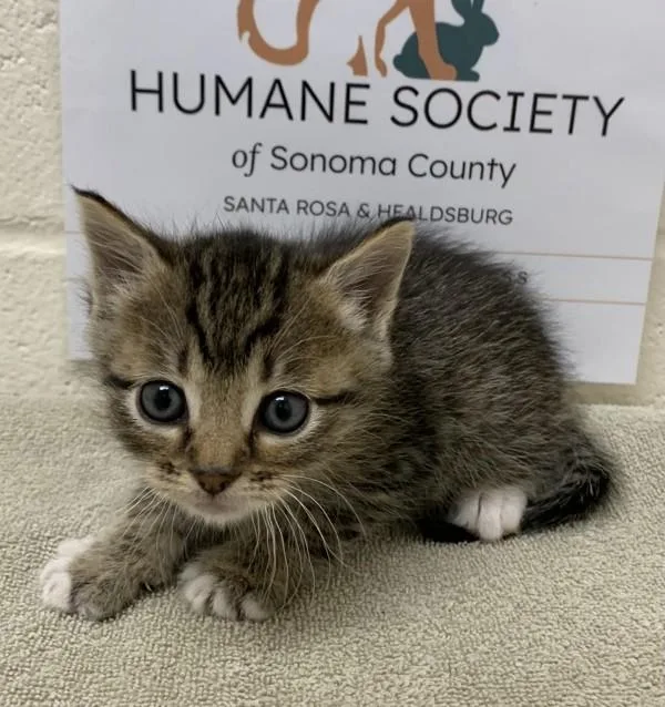 A baby small-sized female Domestic Short Hair cat named Tina for adoption in Santa Rosa, CA
