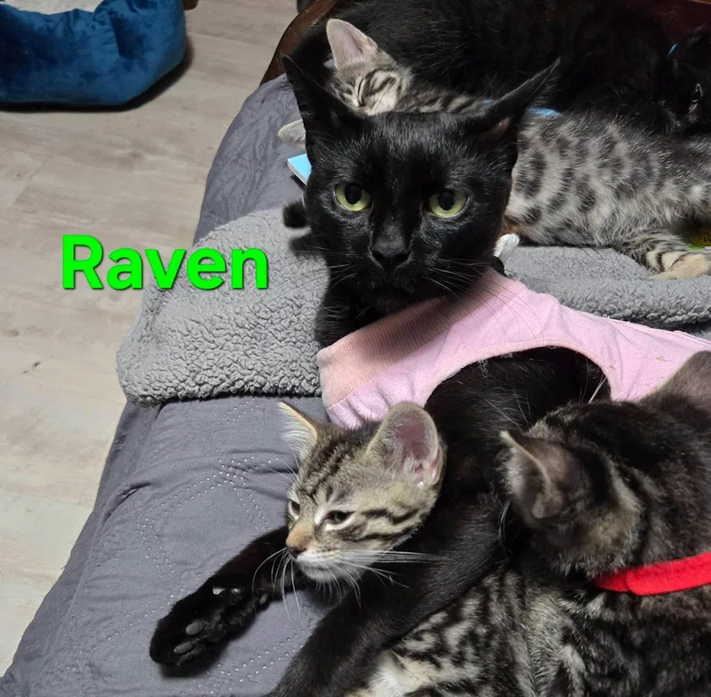 Raven thumbnail 2