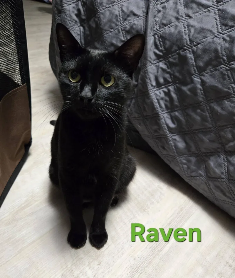 Raven thumbnail 4