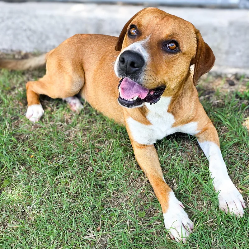 An adult large-sized male Yellow / Tan / Blond / Fawn Boxer dog named Bradley for adoption in Gainesville, TX