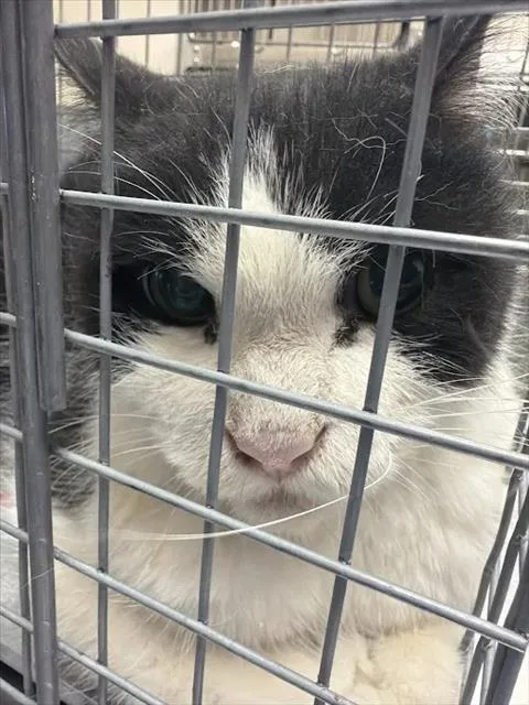 A senior large-sized male Domestic Short Hair cat named Dorito for adoption in Las Vegas, NV